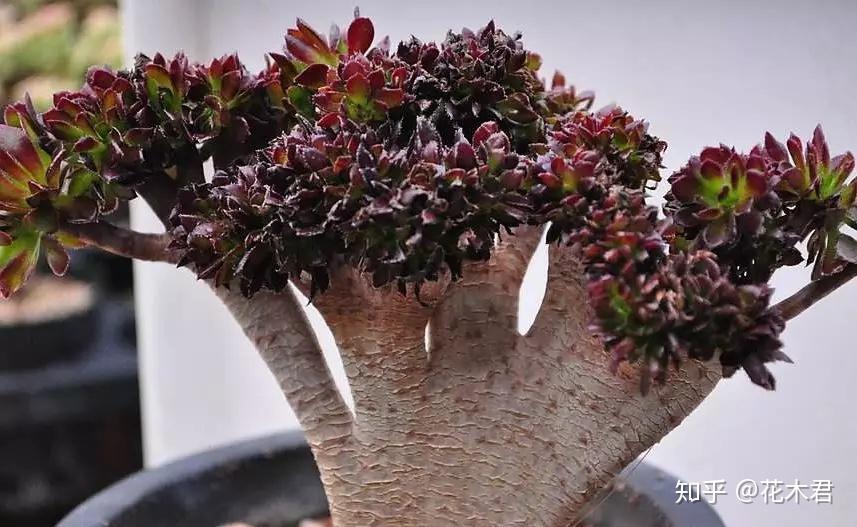 多肉植物的冠、锦、缀化、群生、老桩、多头等分别指什么? - 知乎