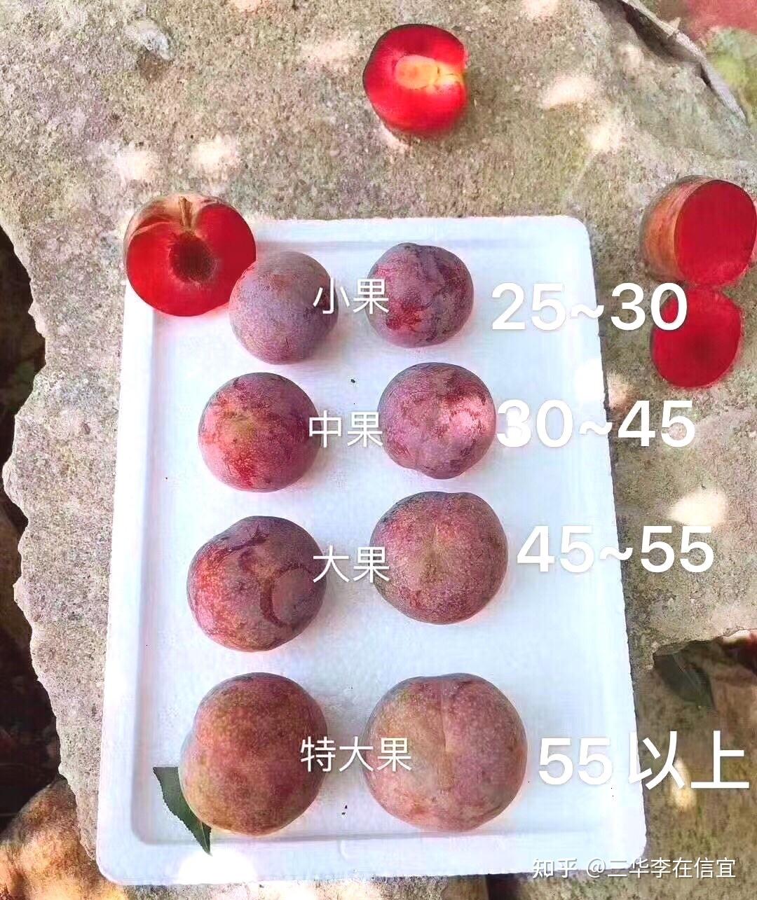 三华李果子分级之果子大小