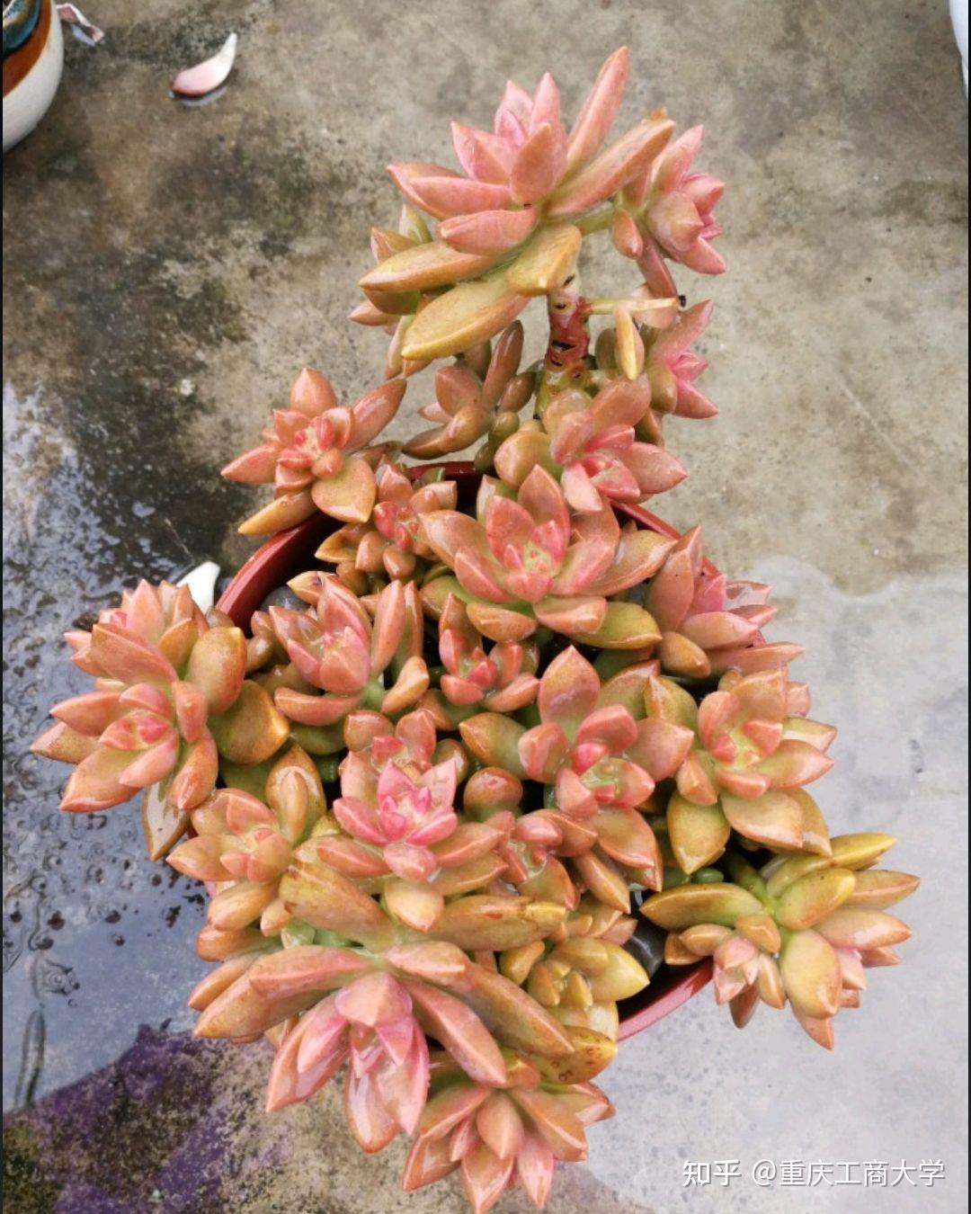 值得推荐的40种多肉15铭月