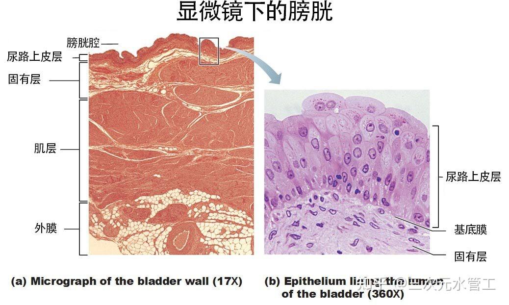 膀胱可以分为4层,最里面到最外面依次是,尿路上皮层,固有层,肌层,外膜