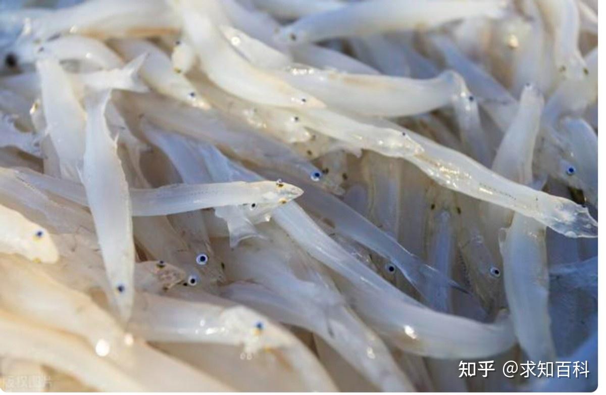 冷水皇后高白鲑,一条动辄千元,看懂来历直呼物超所值! - 知乎