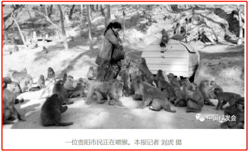 人猴矛盾升级！惊魂记：女子游贵阳黔灵山惨遭猴群踩肩趴头夺包索食！| 人与自然和谐共生如何实现？ - 知乎