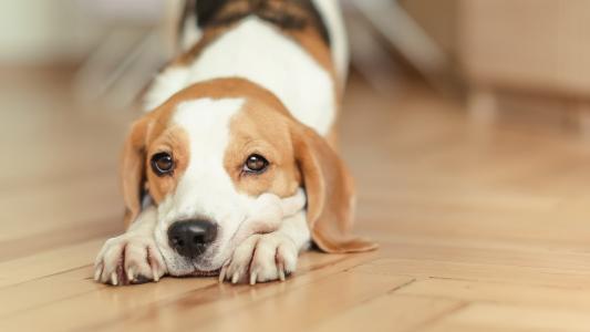 大白宠物 犬白内障 知乎