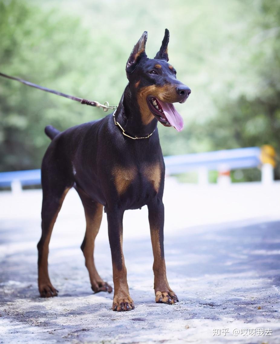 原產國:德國杜賓是很優秀的警犬,這種犬學習能力強,服從性高,非常好