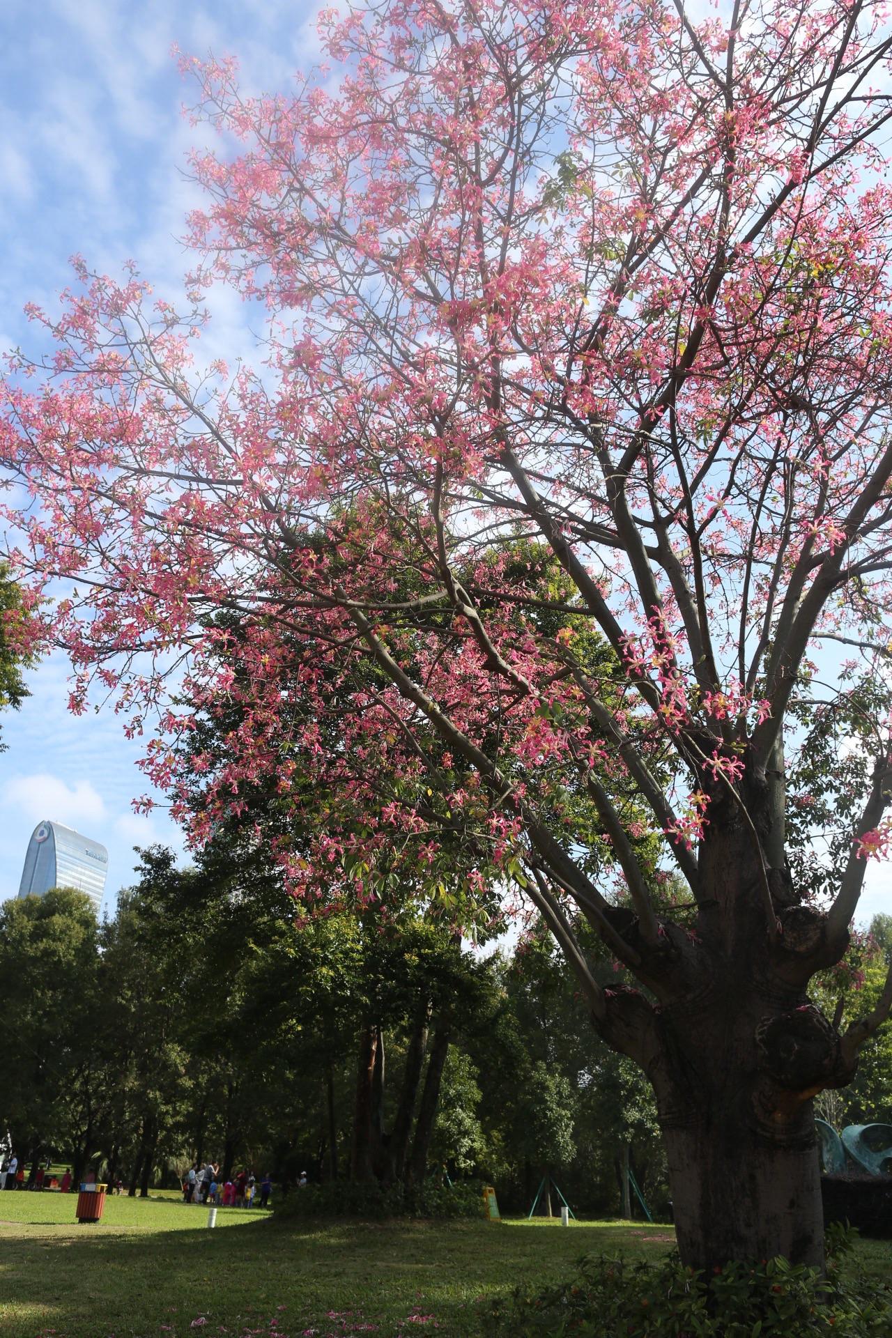 《一棵开花的树》是什么树? - 知乎