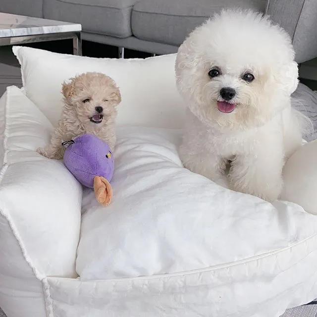 家里来了一只小贵宾,老大比熊面临失宠:不是说好了只爱我一个吗