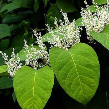 月下一碗酒,笑品白藜芦醇,小心你的肾