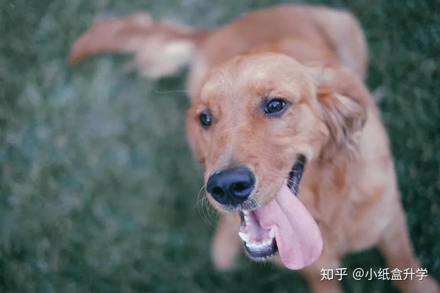警犬技术专业|警犬技术专业都要学什么?