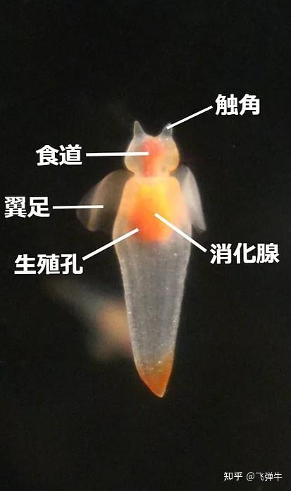 被称为“海天使”的裸海蝶其实是个残酷的天使 - 知乎