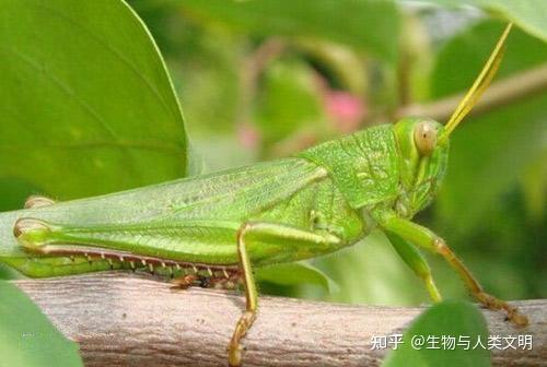 【动物界全系列】蝗总科—网翅蝗科(上):竹蝗