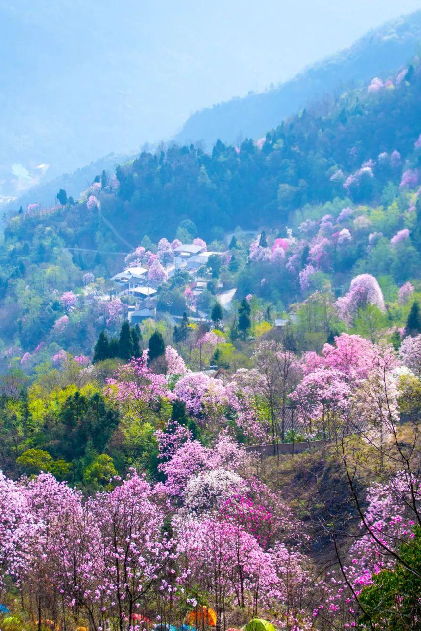 九皇山花溪景售票处>乘坐观光车(赏花入园处>南门>景区内赏花>西门