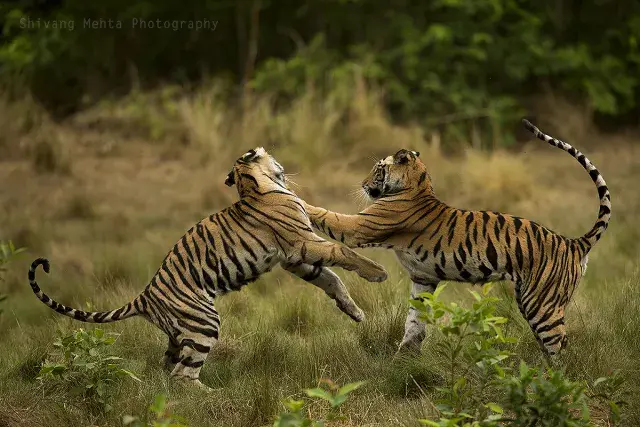 在老虎的栖息地看到它们本身的生存状态,是一种非常不同的体验.