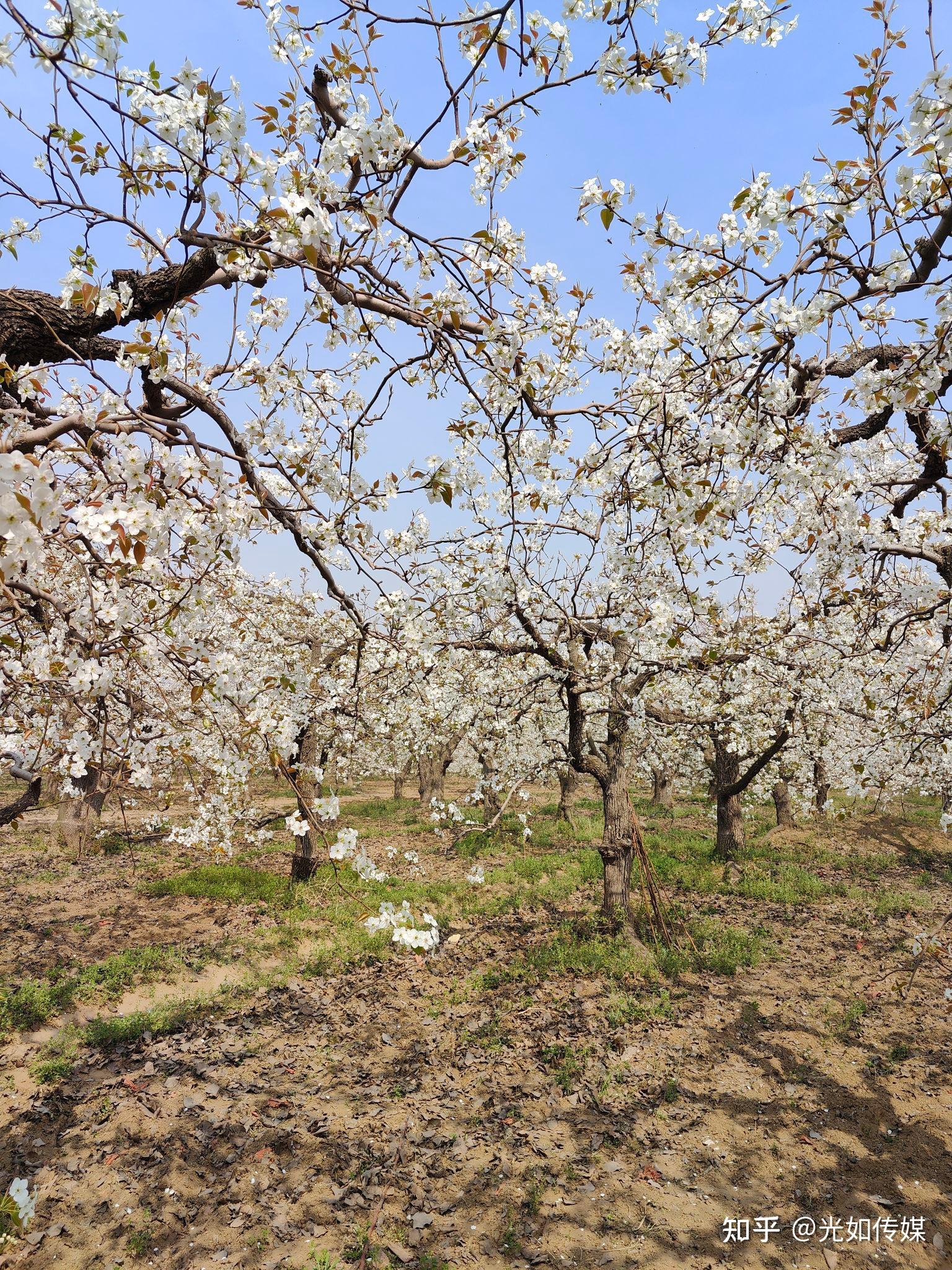 百年梨园魅力赵县