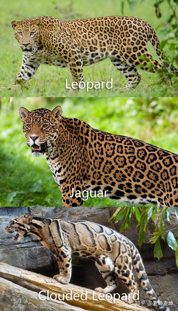 孟加拉豹猫各类花纹pattern超级详解
