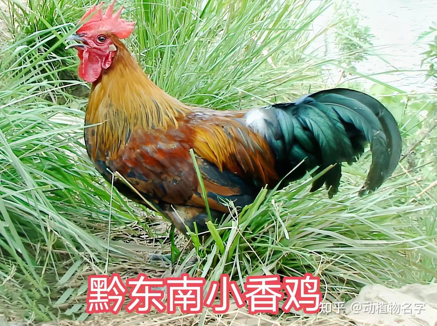 98图带你走进家鸡的世界,家鸡大全第二篇 - 知乎