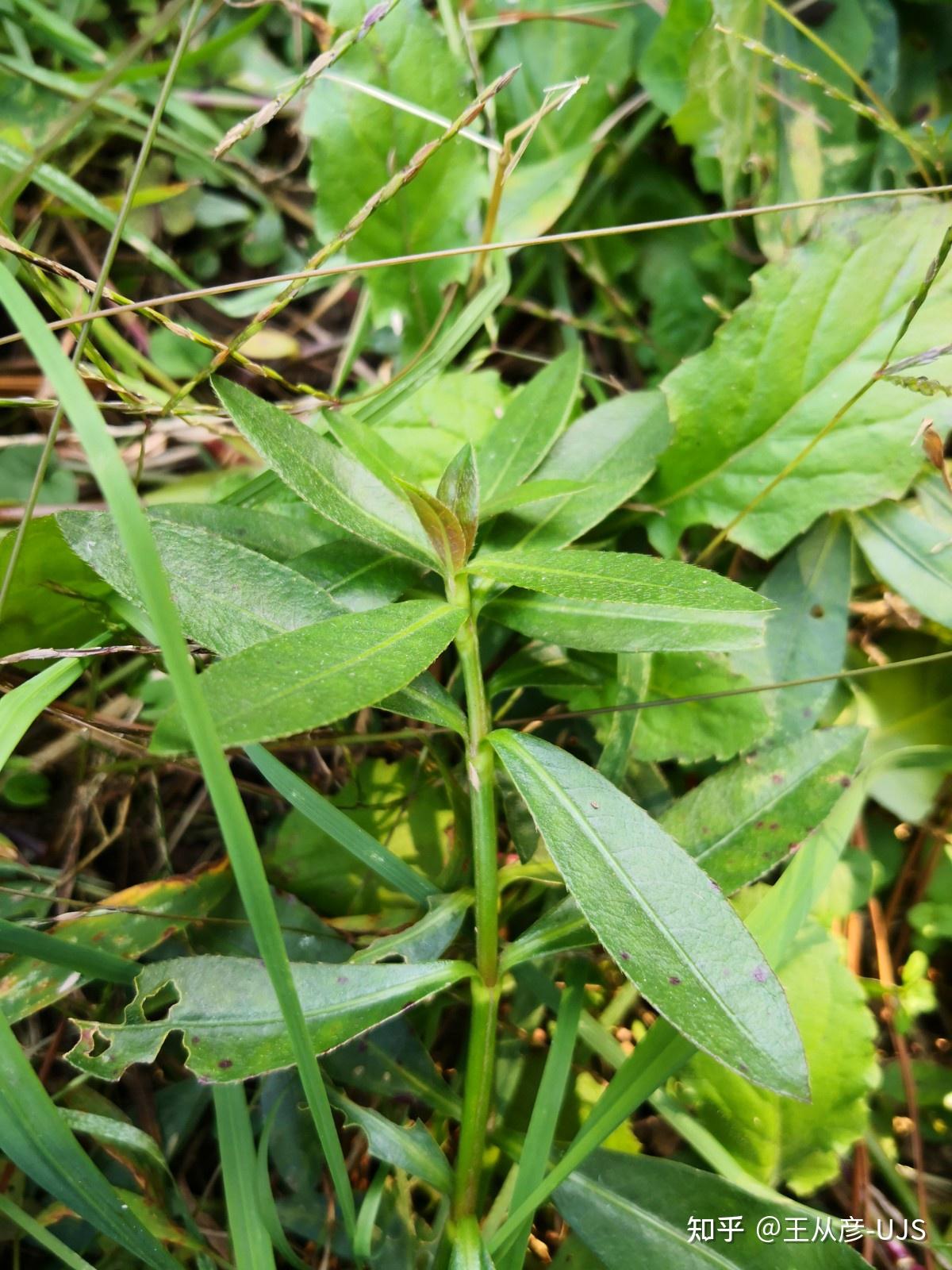 入侵植物空心莲子草/喜旱莲子草/水花生