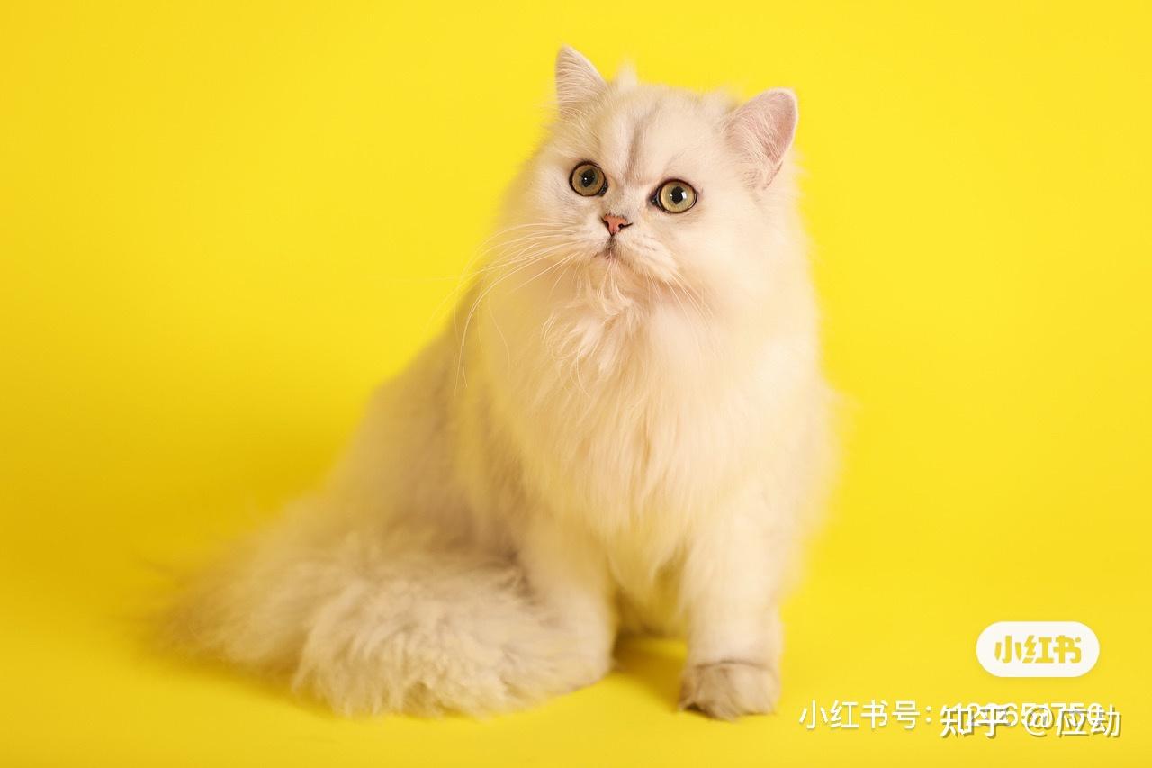 金吉拉家庭繁殖价格美丽 - 知乎