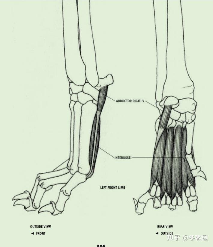 動物肌肉-前肢-骨間肌&拇展肌 - 知乎