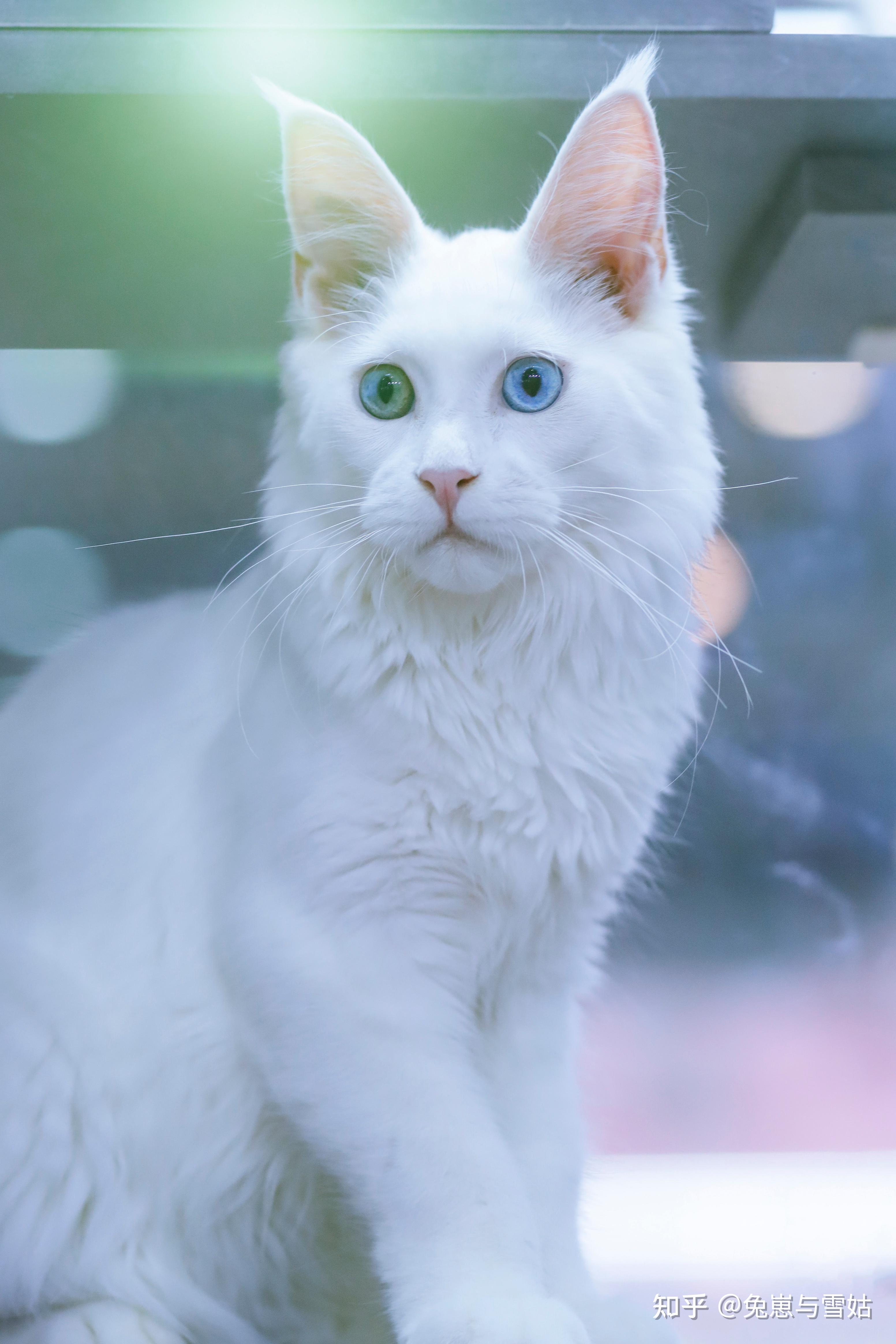 异瞳电影 zhuanlan.zhihu.com