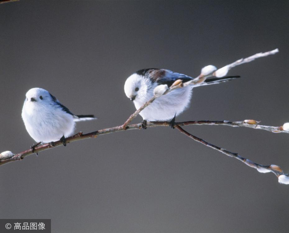 据说这是世界上最萌的鸟,人送外号"小肥啾"