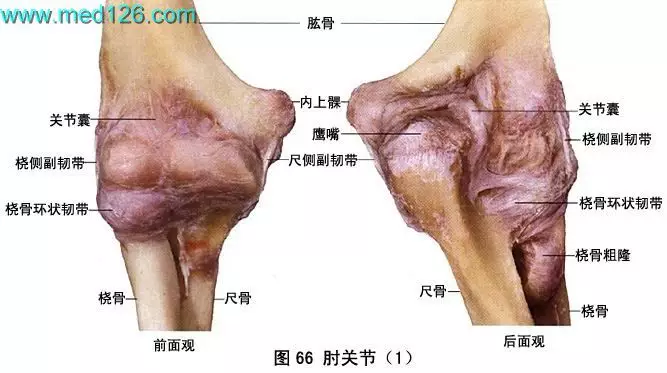 人体肘关节图图片