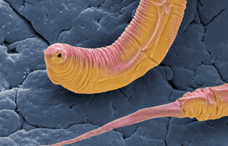 历时八年登上nature封面线虫神经网络首次完整破解揭秘大脑功能如何