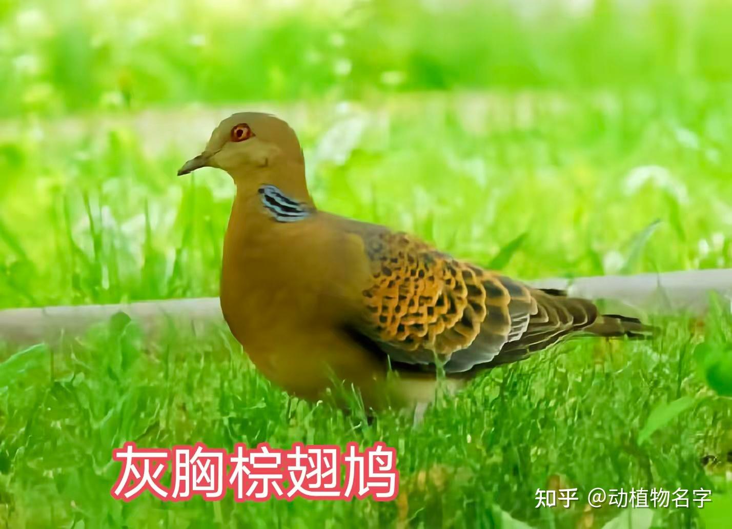 99图带你走进鸠鸽科鸟类的世界 - 知乎
