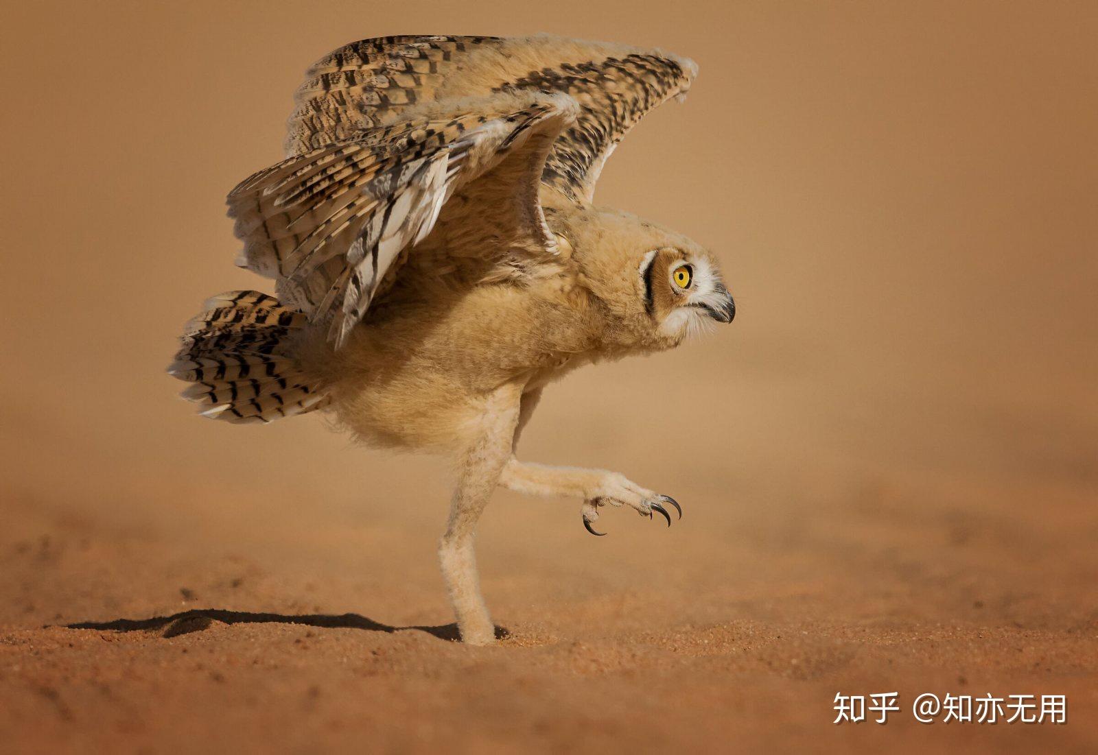 趣搞笑野生动物摄影奖入围作品可爱动物需要你保护