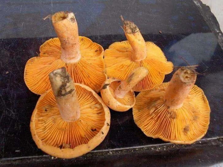 野生菌种类大科普之谷熟菌