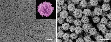 球,就是题图的那个,笔者首先想到的是下图的这个东东—— 金纳米花,那