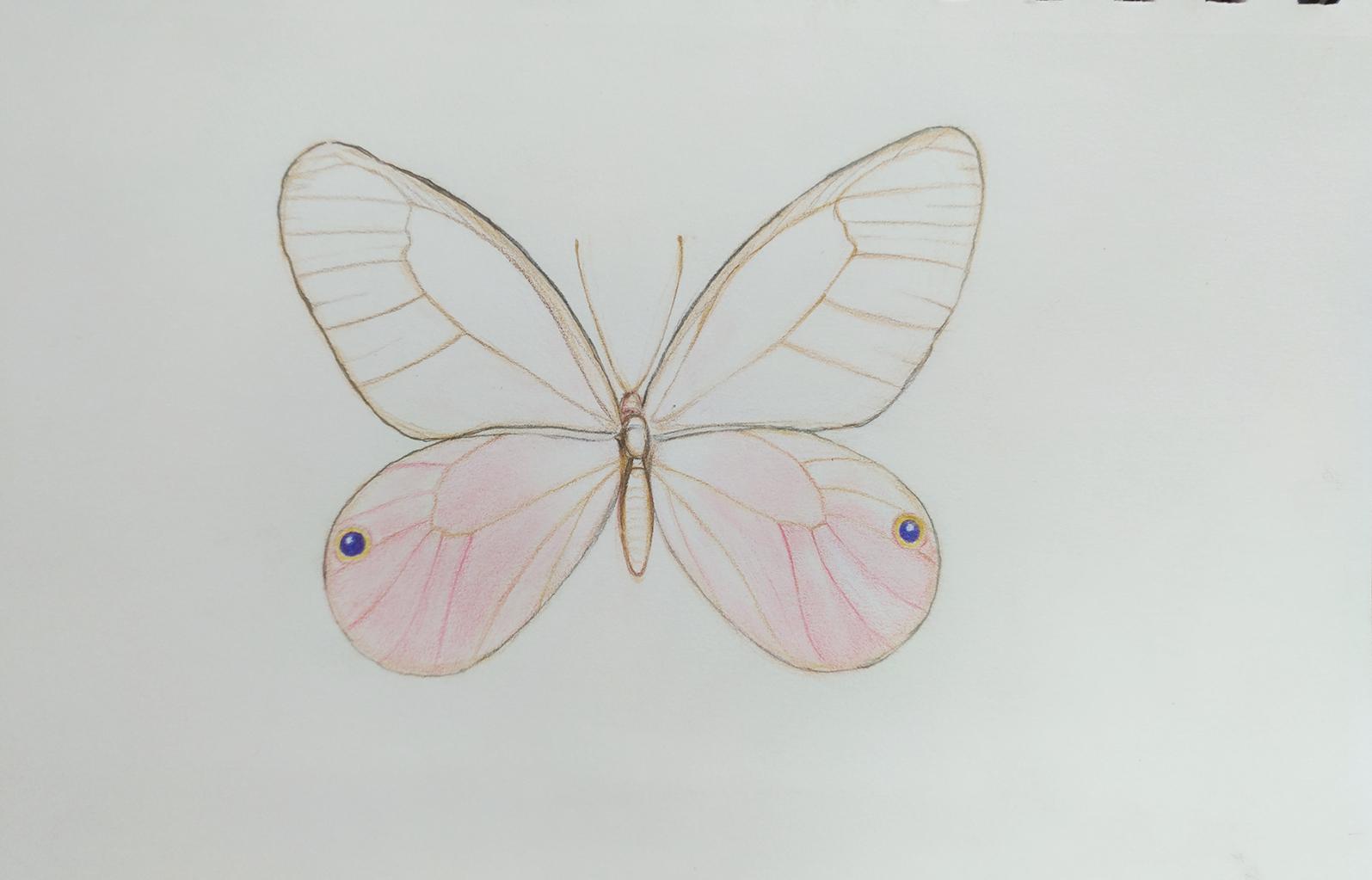 奇妙蝴蝶说玫瑰水晶眼蝶简单de彩铅画