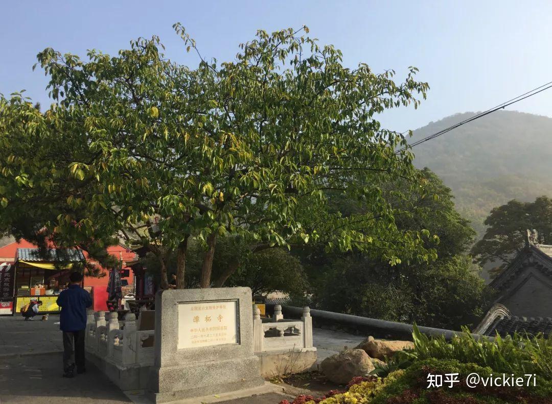 名园易建,古木难求:潭柘寺的景观植物 - 知乎