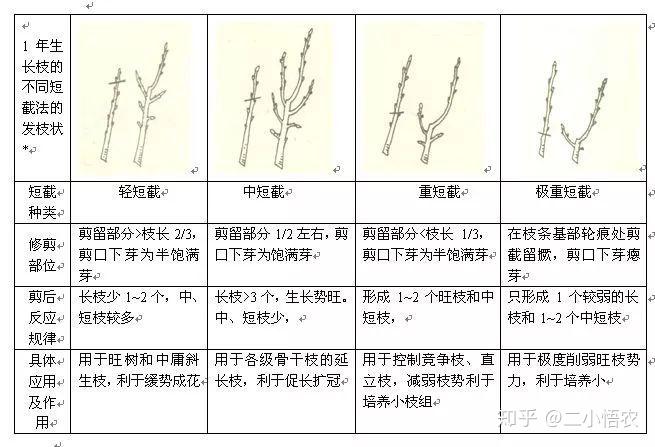 用剪刀将主干划伤一圈,深达木质部,以促进主芽萌发抽生新枣头