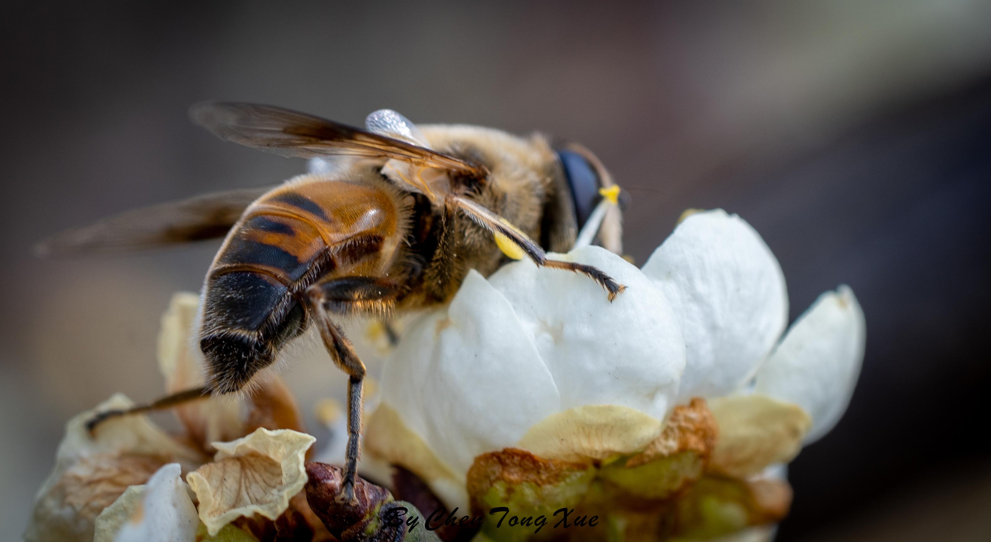 索尼镜头推荐国产高性价比微距镜头七工匠60mmf28实测体验分享