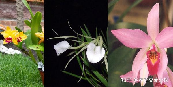 被称为 兰之王后 洋兰之王 的卡特兰 它真的不难养 知乎