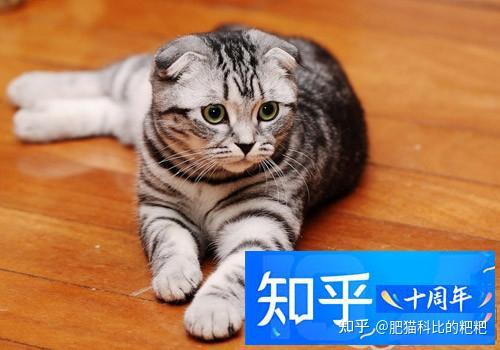 哪些行为会使主人失去猫咪的信任 知乎