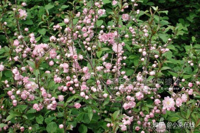 郁李仁(中药材资料、植物图像) - 知乎