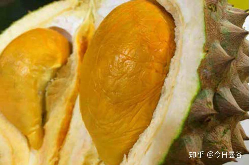 金枕榴莲和猫山王榴莲哪个黄 v2-ed819e2c57b0fcd08c5d54a0450c2d3b_r.jpg