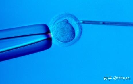 试管移植后一定会着床吗 v2-ed822f6a4dbb0b918aa3599e3136358b_r.jpg