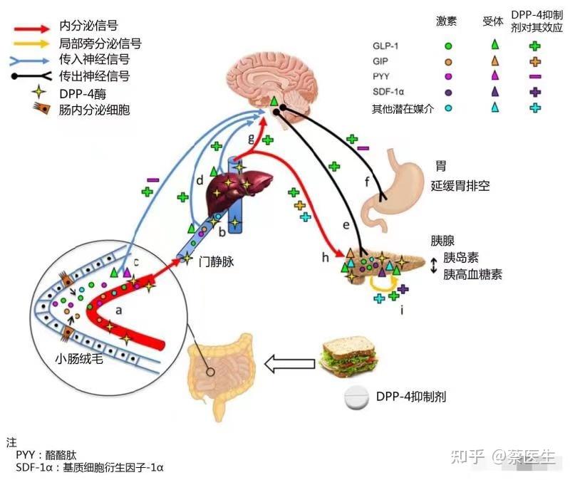 我們先從人體降糖的機制上來看.