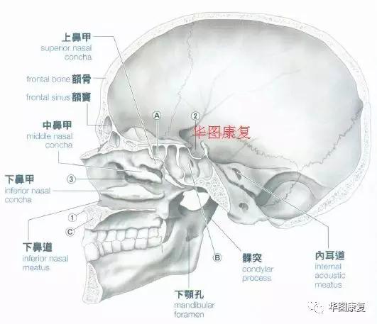 颅骨基础解剖 - 知乎