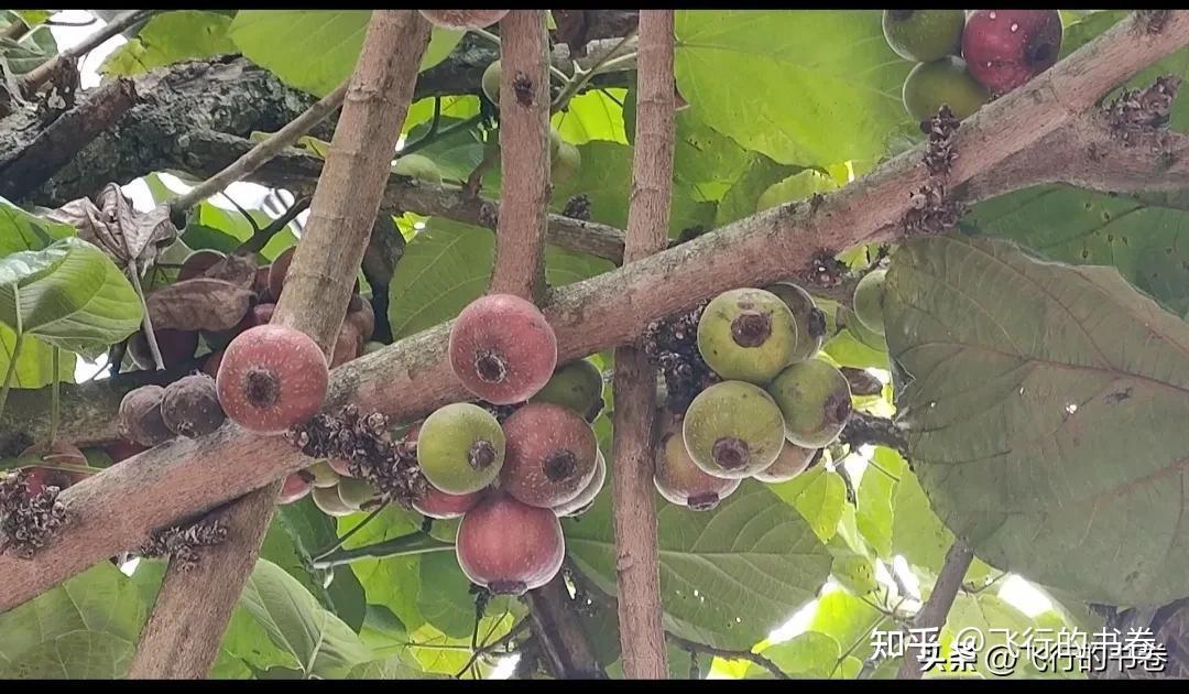 神秘的大果榕:世界上最大的无花果!你吃过吗 - 知乎