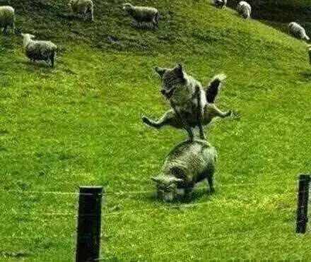 随手奉上一张山羊跳的详尽解释图:我昨天蹲在地上哭的时候,我男盆友从