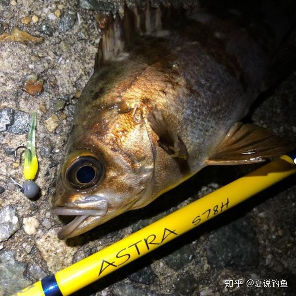 日本轻型竞技钓 Light Game 路亚初学者爱好 知乎