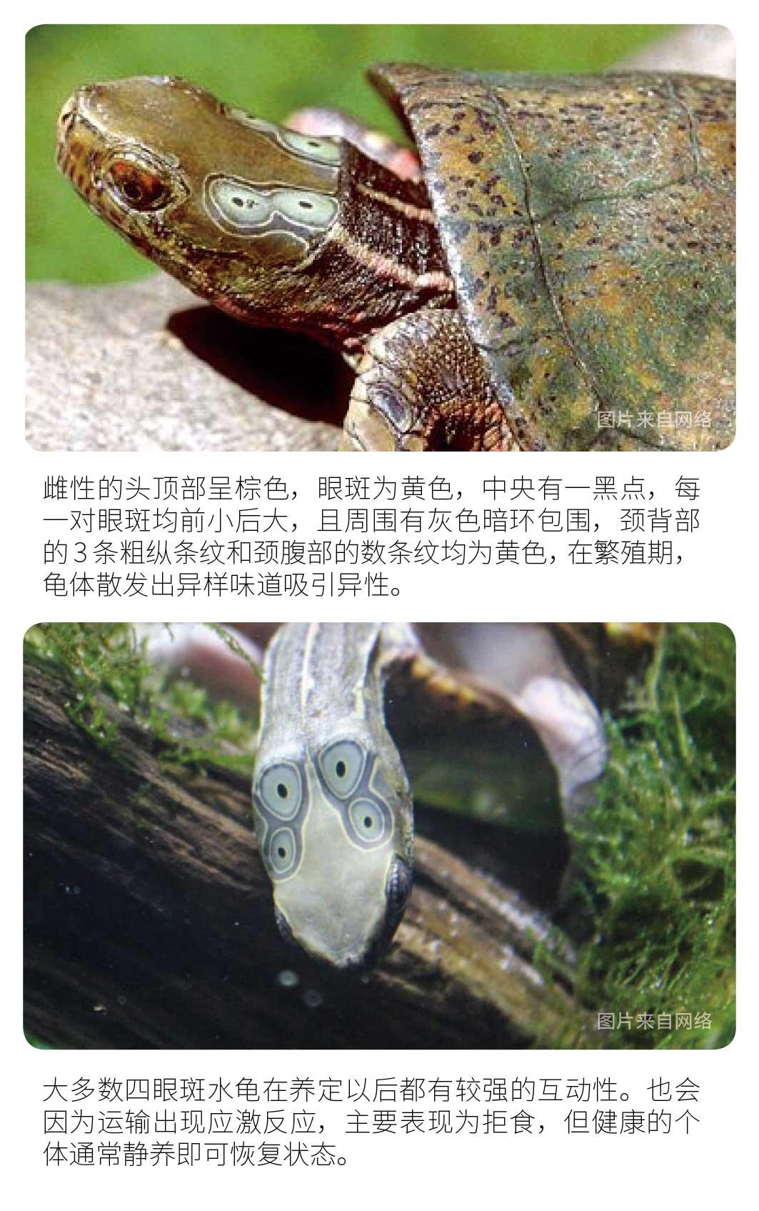 物种小谈┃四眼斑水龟 - 知乎