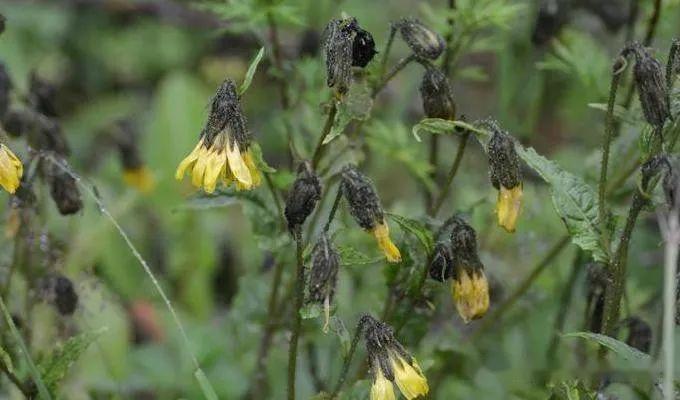 菊科—舌状花亚科(三):山柳菊