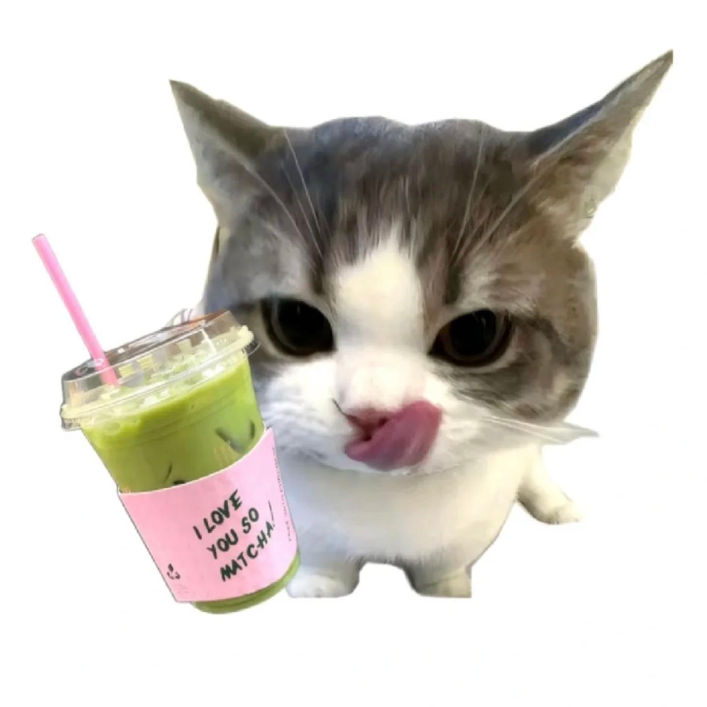 茶茶攻略君