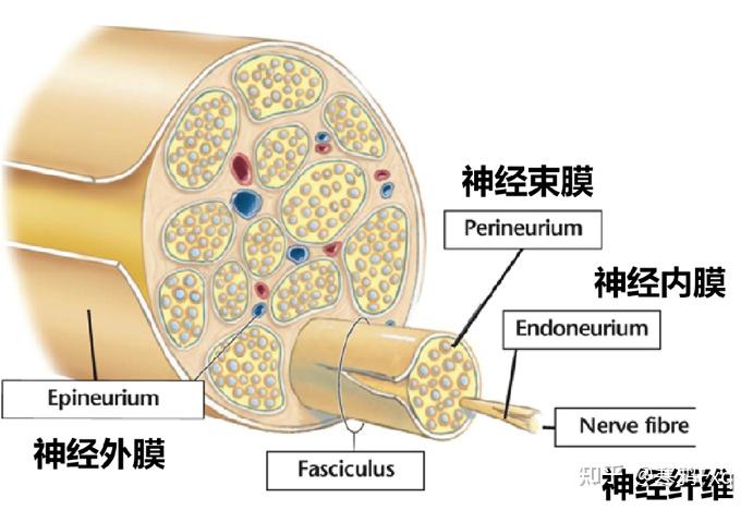 神经外模神经束膜神经内膜和神经膜的区别