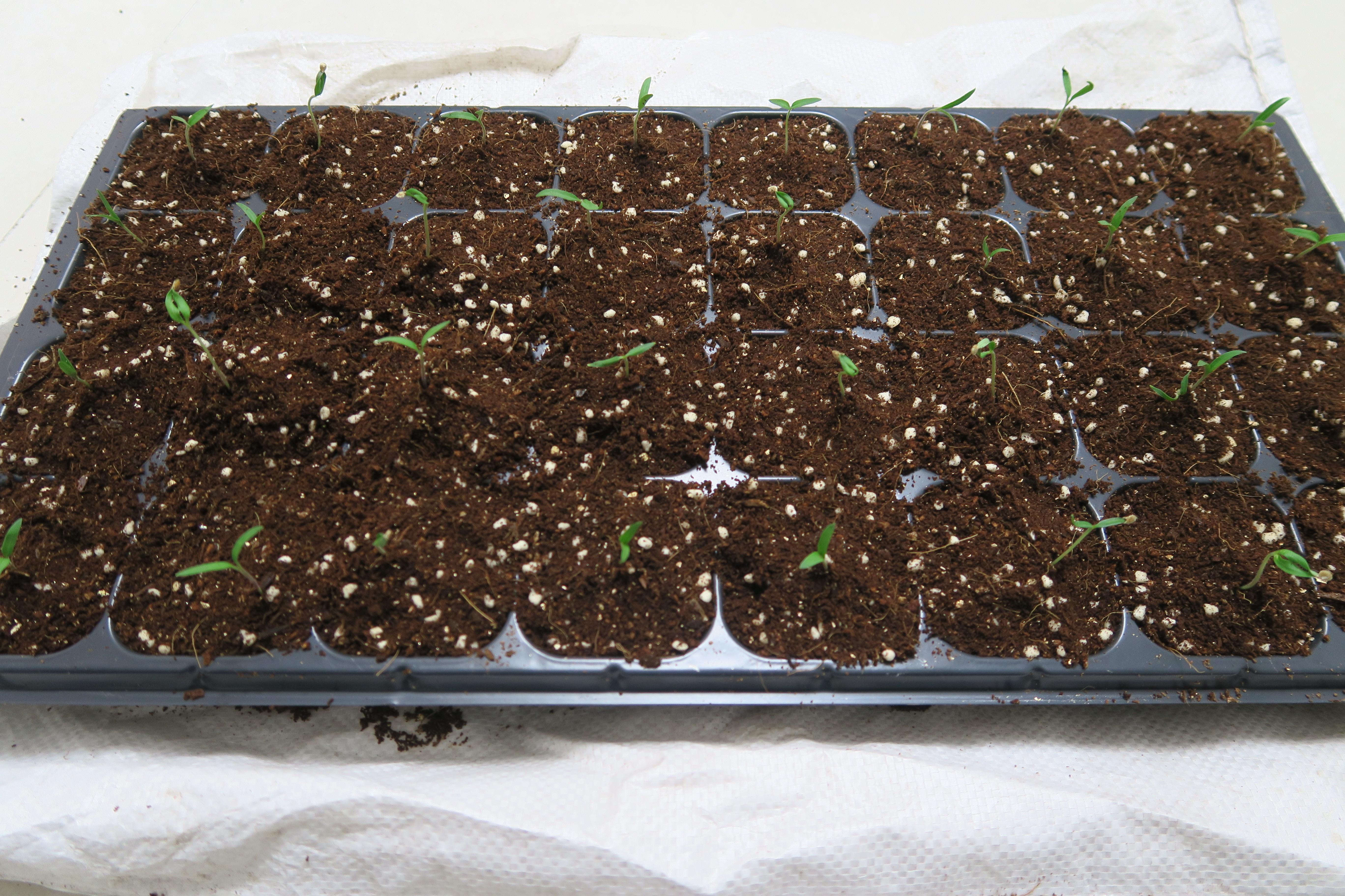 小番茄的播种 - 知乎