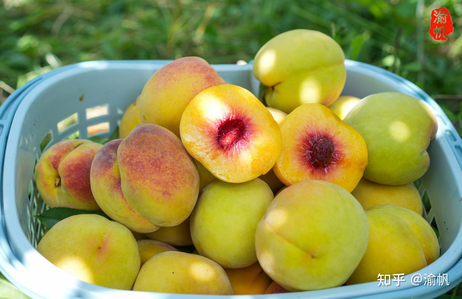 潼南采摘:大仑山的黄桃熟了,果香扑鼻,吃起来还是小时候的味道 - 知乎